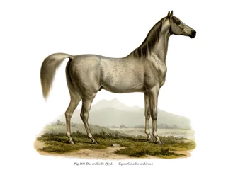 Arabisches Pferd